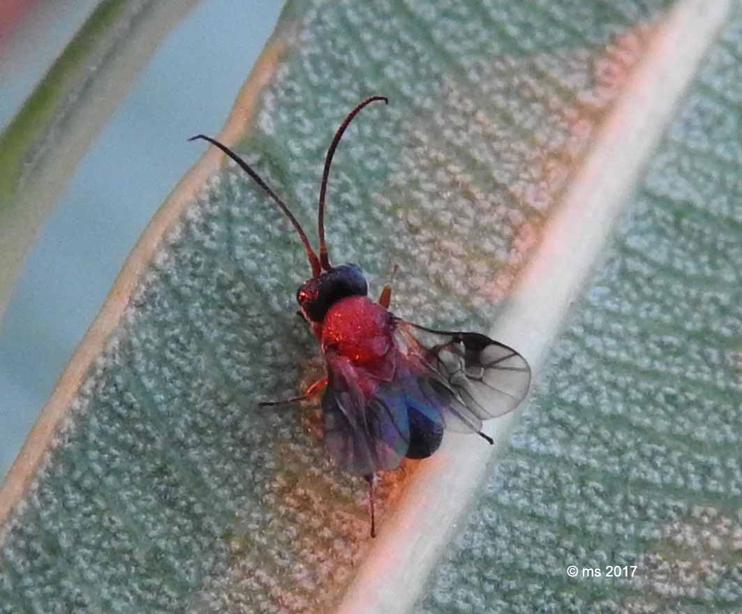 Braconidae Cheloninae